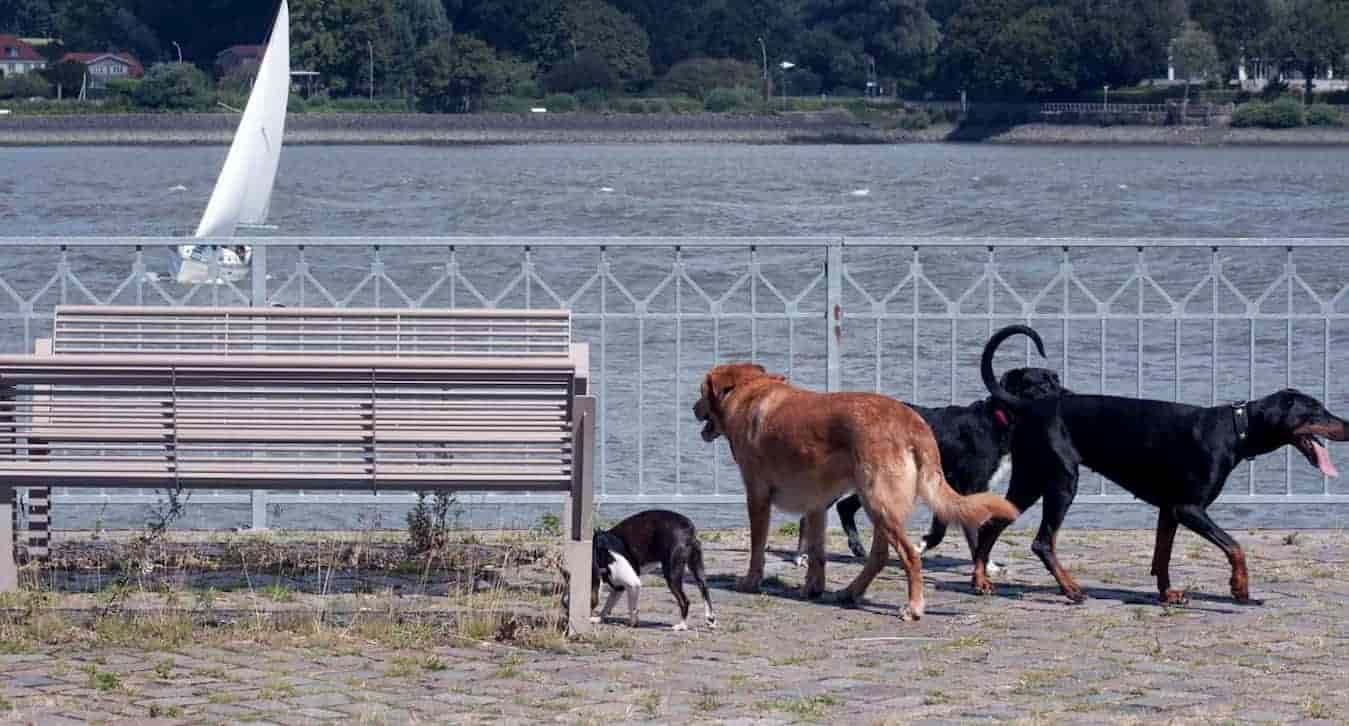 Hundeschule Hamburg – Marc Draeger