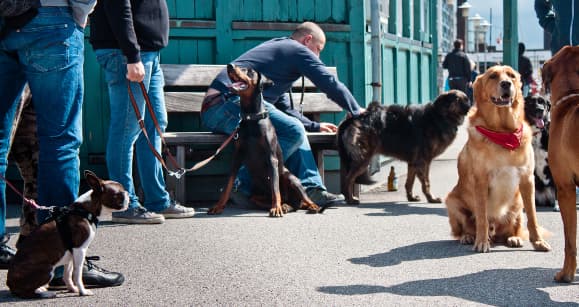 Der Hundeflüsterer bei der Arbeit mit Hundehaltern und Hunden